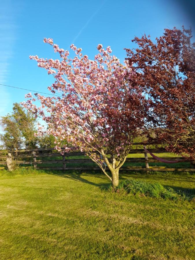 Shadowvale E34X773 Bed & Breakfast Tipperary Eksteriør bilde